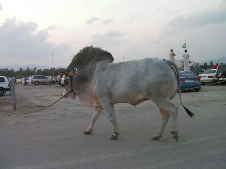 large grey bull