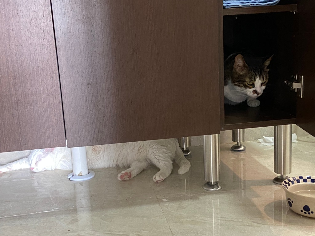 bathroom cupboard with a white cat laying under it and a tabby cat inside the cupboard